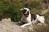 BOULEDOGUE AMERICAIN 411